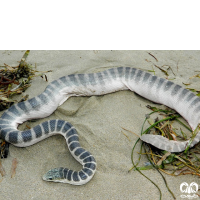 زیرخانواده مارهای دریایی Sea snakes